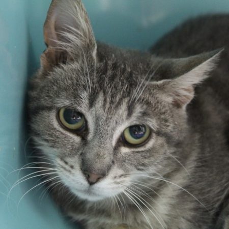 Bruni - Chat Européen à adopter