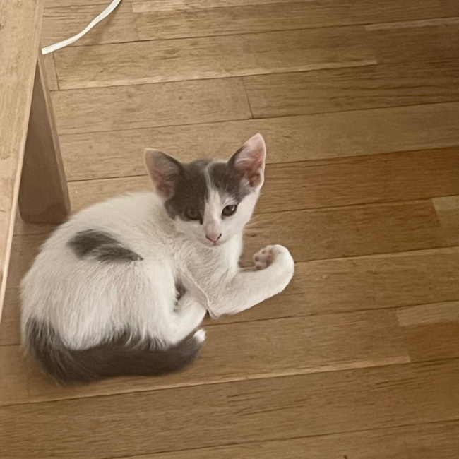Photo de BELLA