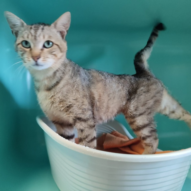 Flot