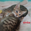 Simba