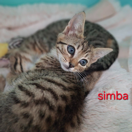 Photo de Simba
