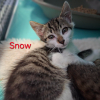Snow