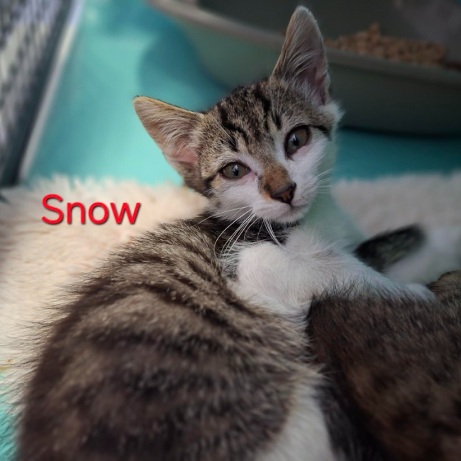 Snow