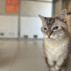 Miaoucha