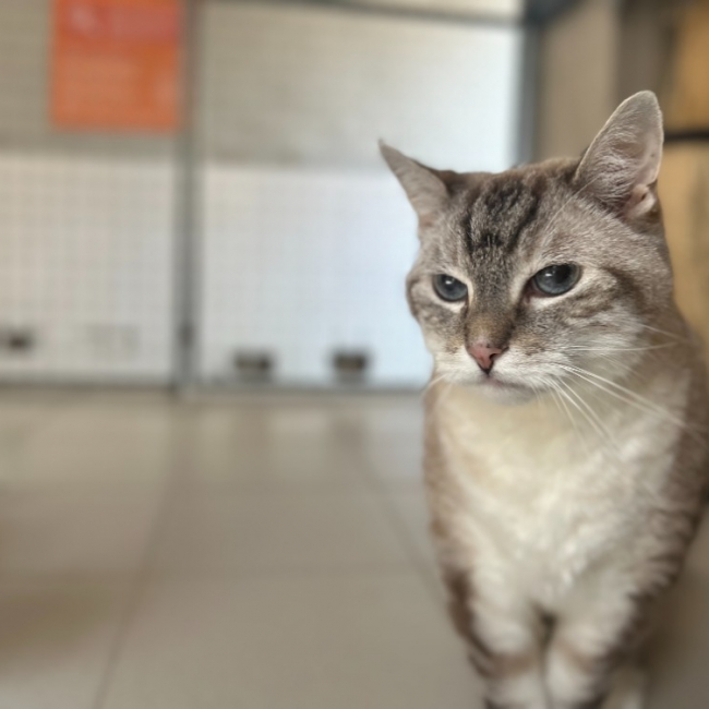 Photo de Miaoucha