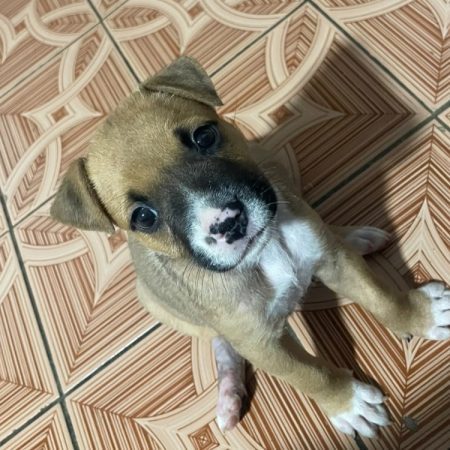 Titine - Chien à adopter