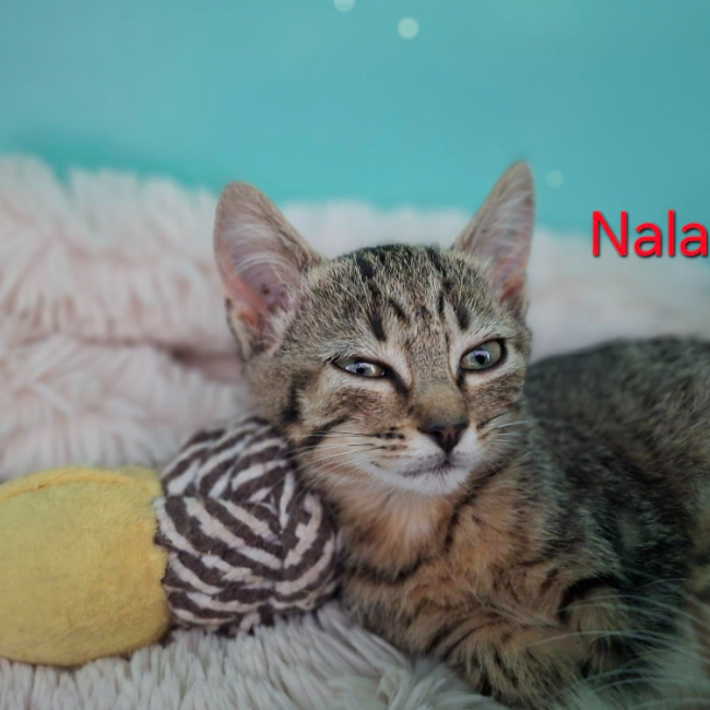 Nala