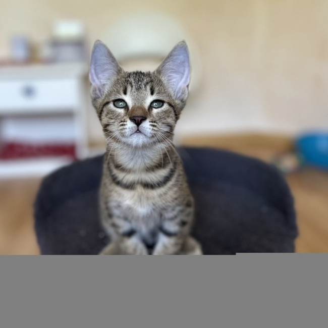 Photo de Berlioz