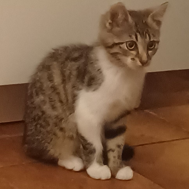 Baccara 