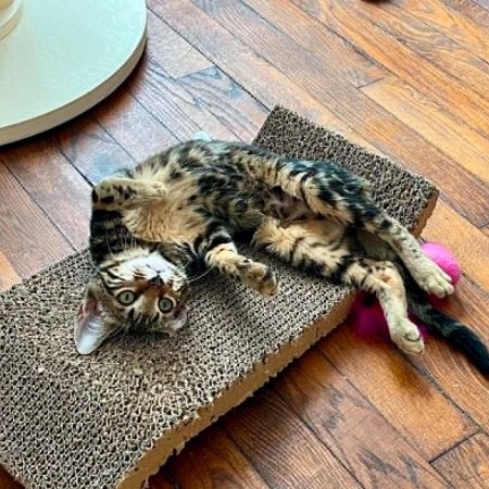 Mars - Chat à adopter