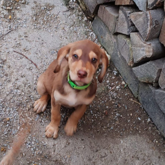 Photo de honey
