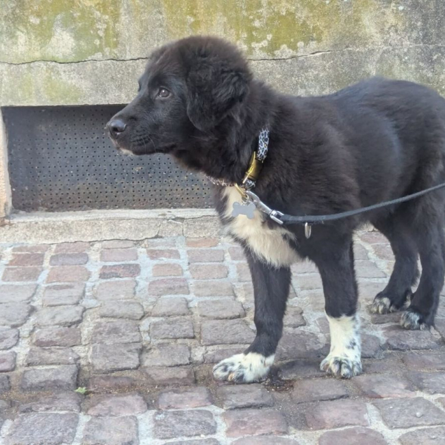 Photo de dartagnan