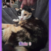 Nala