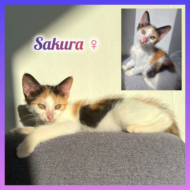 Photo de Sakura