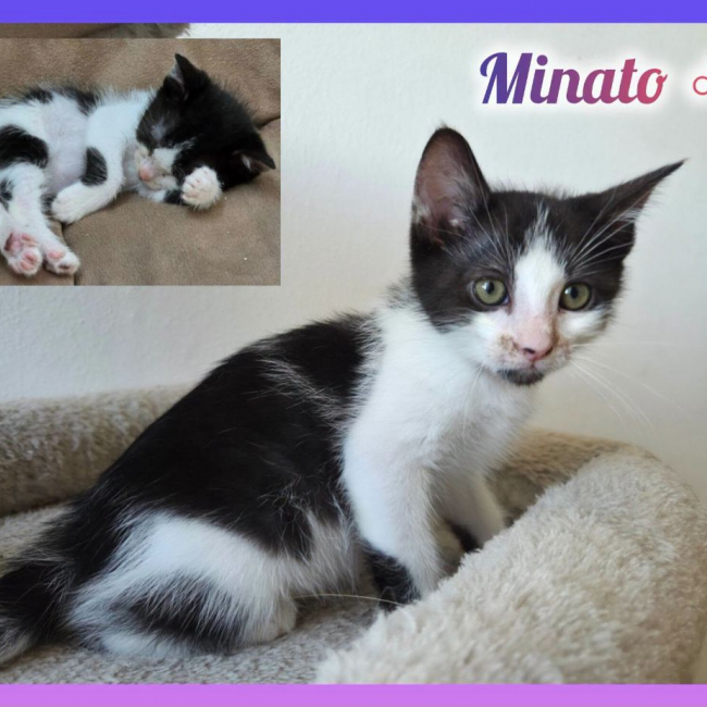 Photo de Minato