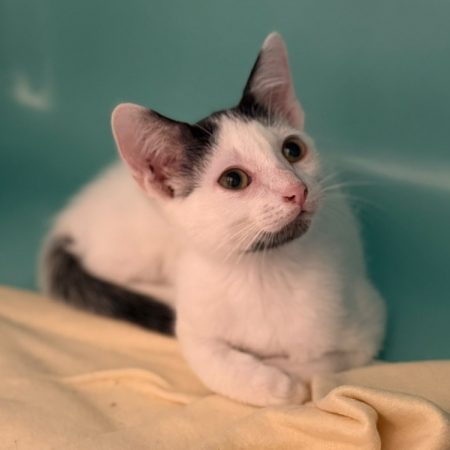 Petit ronron - Chat Européen à adopter