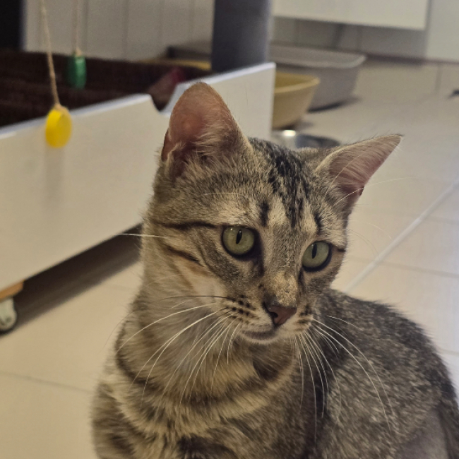 Maïa