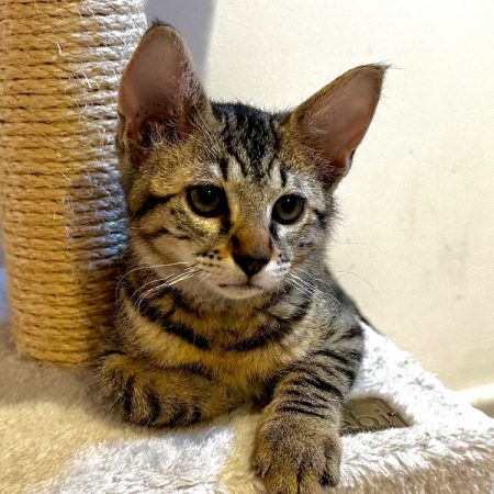 Edgard - Chat Européen à adopter