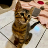 Basil