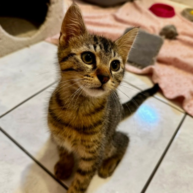 Basil