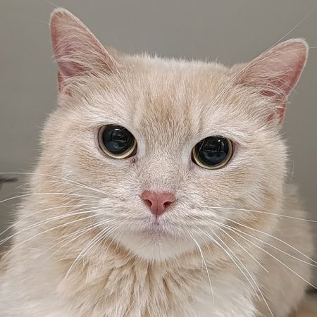 Miska - Chat à adopter