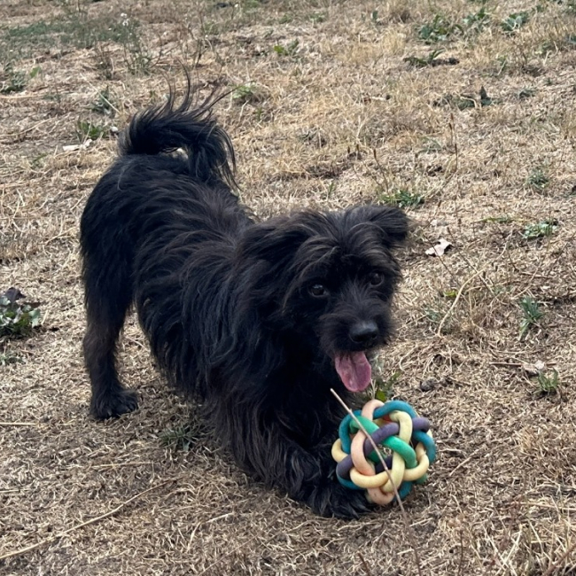 Darko