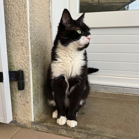 Neiko - Chat Européen à adopter