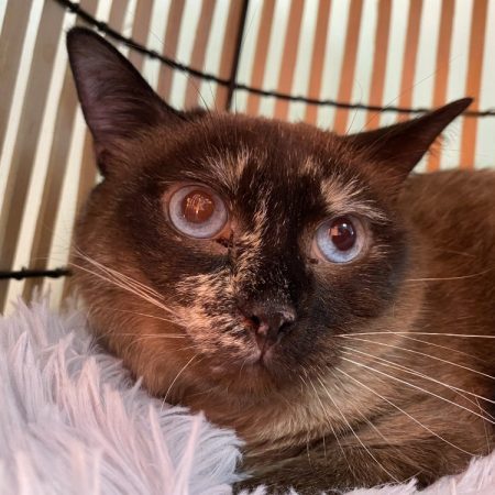 Osaka - Chat Européen à adopter