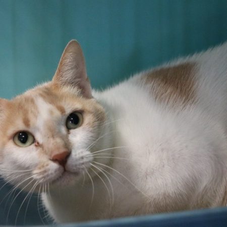 Sena - Chat Européen à adopter