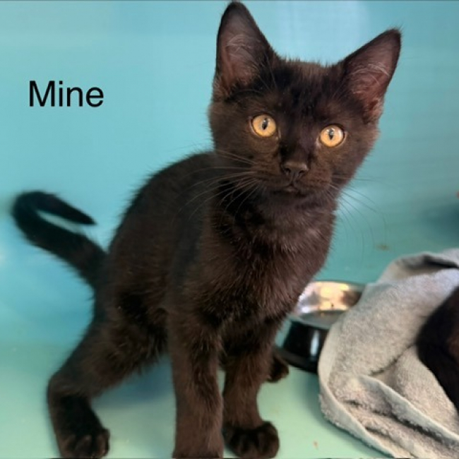 Mine