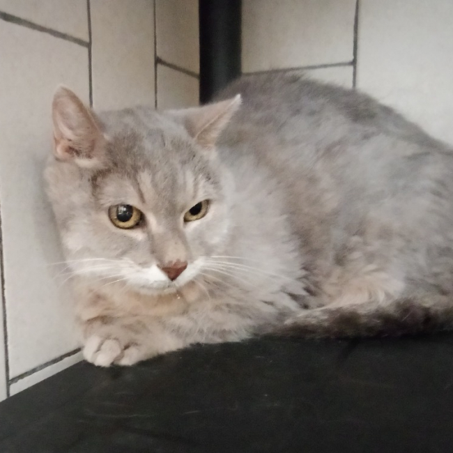 Photo de Simba