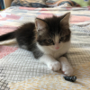 Chiki