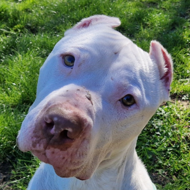 Photo de Snow