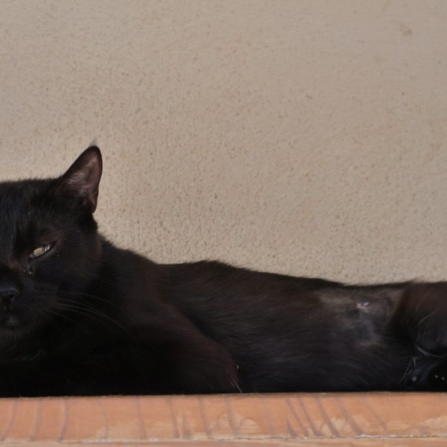 Photo de Hoshi