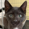 Berlioz