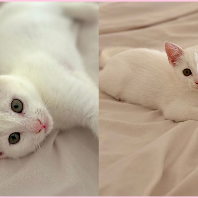 Photo de Chatouille