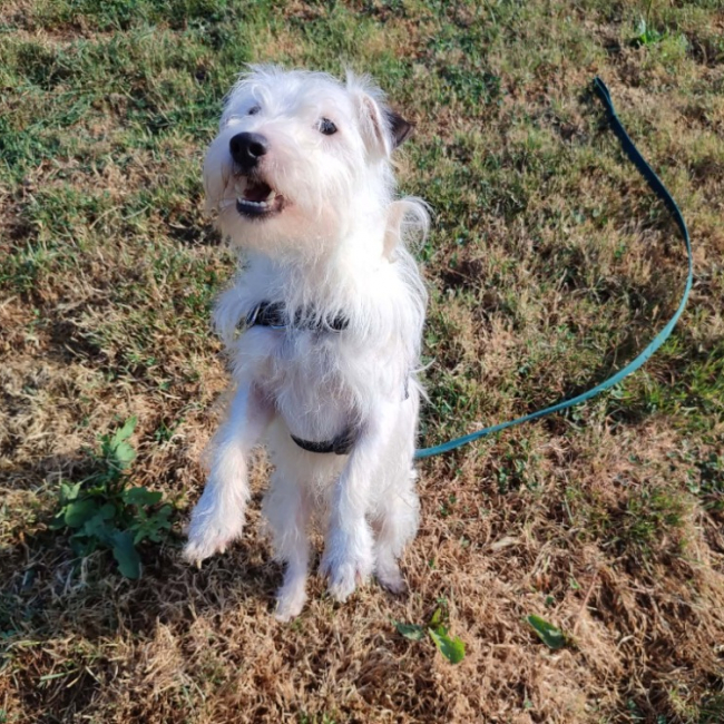 Photo de Spike