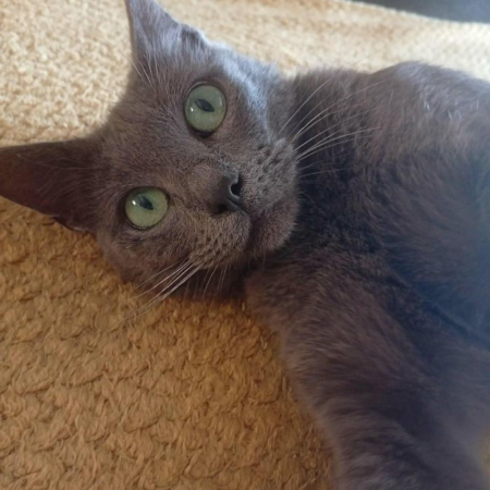 jasmine - Chat Chartreux à adopter