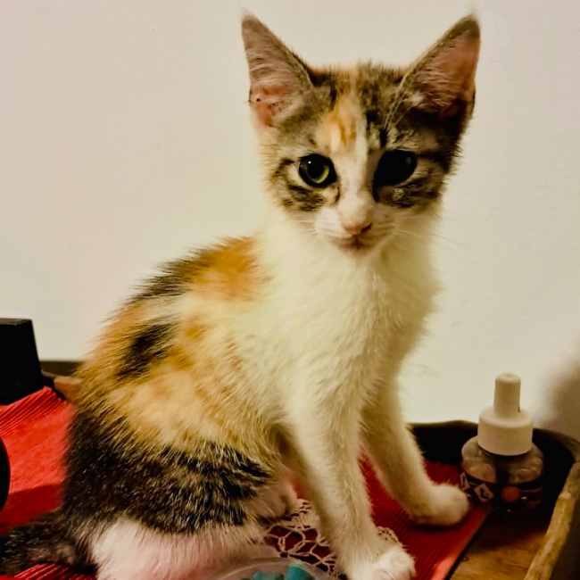 Bonita