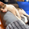 Kitto