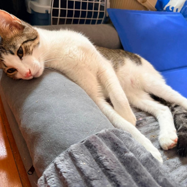 Kitto