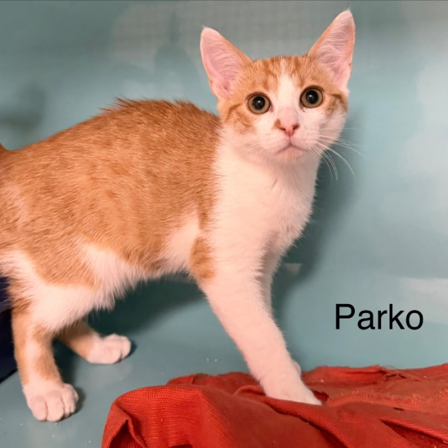 Parko