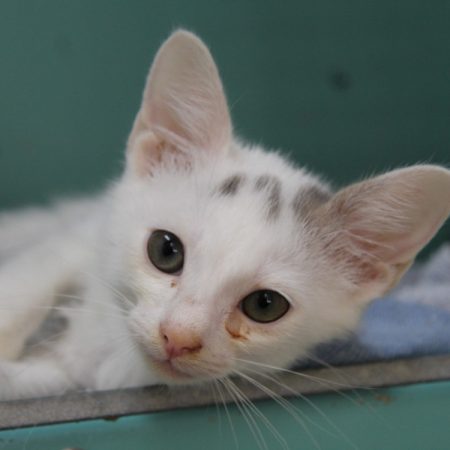Neko - Chat Européen à adopter