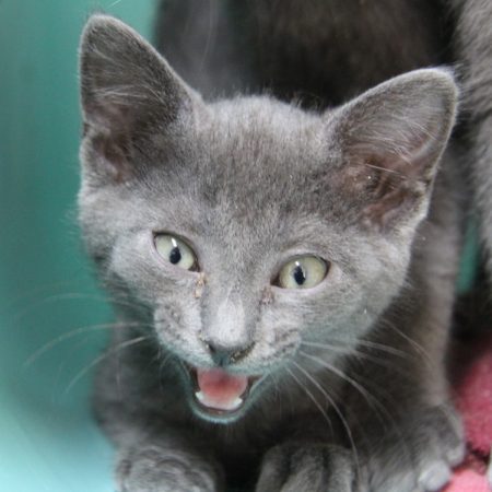 Grisette - Chat Européen à adopter