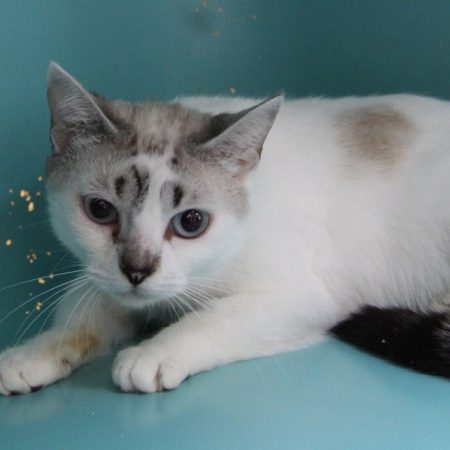 Skye - Chat Européen à adopter