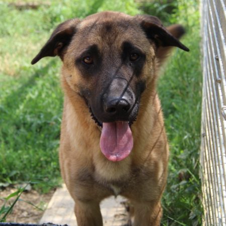 Choka - Chien à adopter