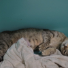 Rajah