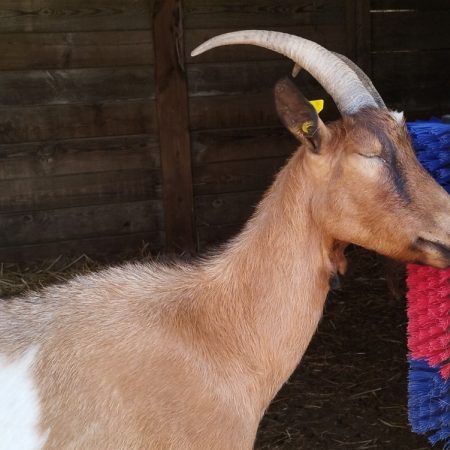 Suzette fr26241922001 - Animal de ferme Chèvre à adopter
