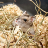 hamster