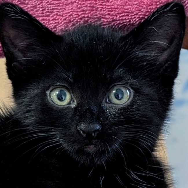 Photo de Tinky